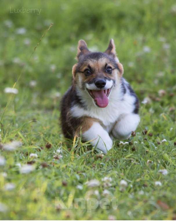 Собаки в Санкт-Петербурге: Щенки ЛЮКСБЕРРИ  Девочка, 70 000 руб. - фото 2