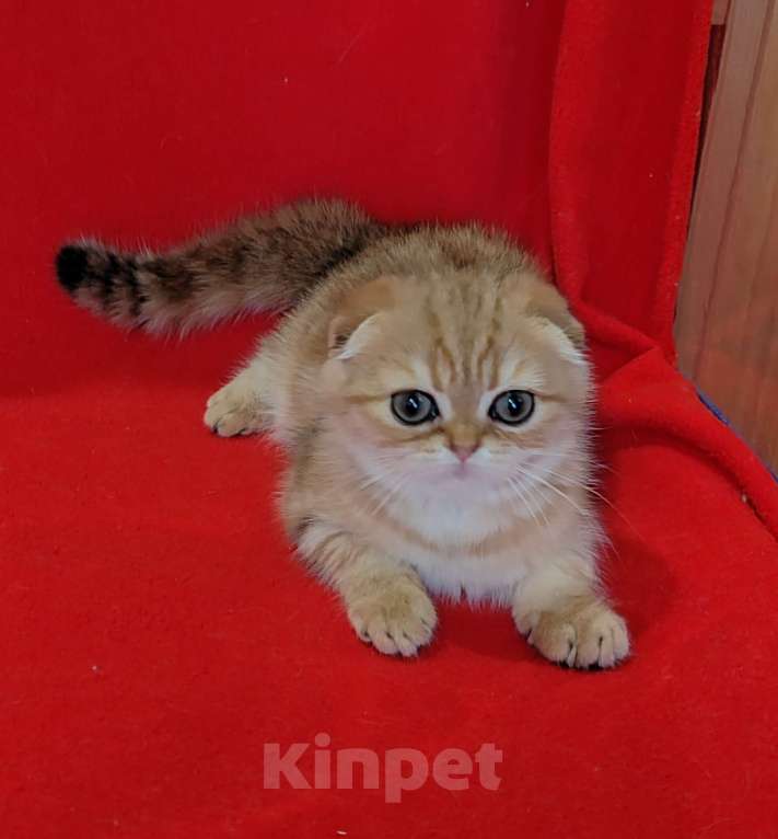 Кошки в Москве: Золотая мраморная вислоухая кошечка Девочка, 20 000 руб. - фото 6