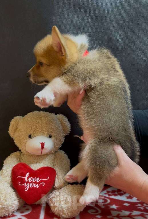 Собаки в других городах Московской области: Вельш корги пемброк мальчик  Мальчик, 38 000 руб. - фото 3