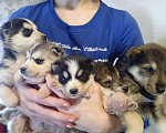 Собаки в Москве: щенки от хаски подарок в коробке Мальчик, Бесплатно - фото 1