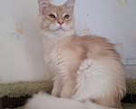 Кошки в Москве: Котенок мейн-кун Мальчик, 25 000 руб. - фото 5