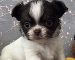 Собаки в Москве: Мини чихуахуа  Мальчик, 120 000 руб. - фото 6