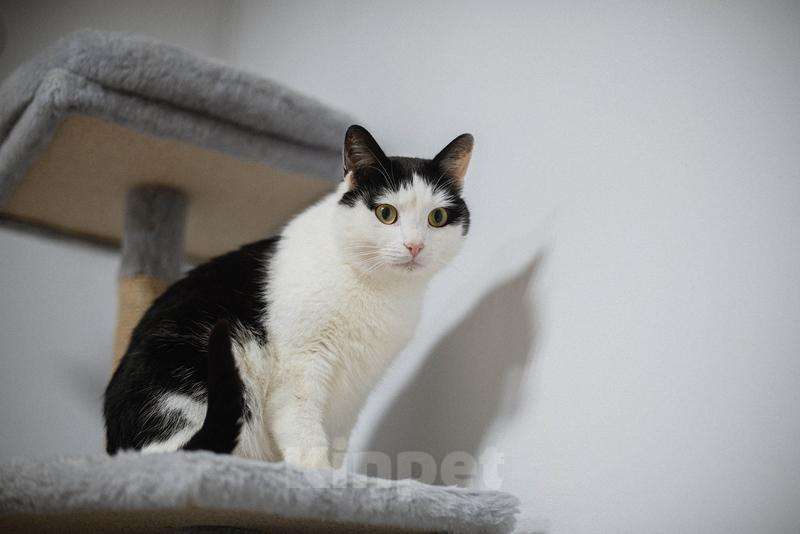 Кошки в Москве: Ласковый котик Джон ищет семью. Мальчик, Бесплатно - фото 3