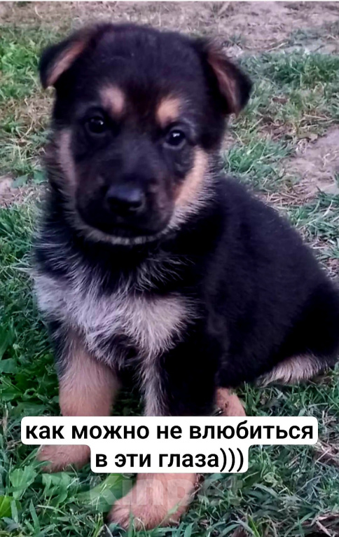 Собаки в других городах Краснодарского края: Щенки немецкой овчарки Мальчик, 20 000 руб. - фото 1