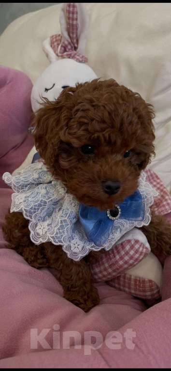 Собаки в Москве: Продаётся малыш Мальчик, 100 000 руб. - фото 10