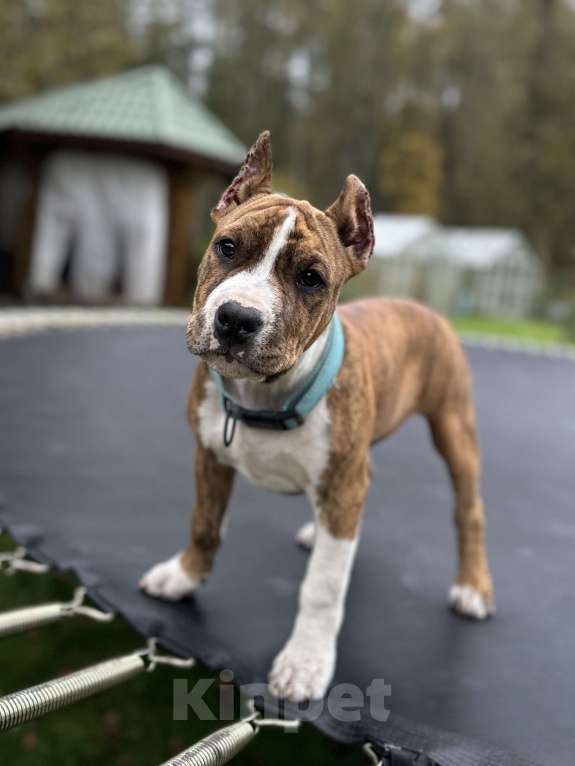 Собаки в Москве: Щенки АСТ Девочка, Бесплатно - фото 2