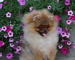 Собаки в Самаре: Шикарная помераночка Девочка, 50 000 руб. - фото 6