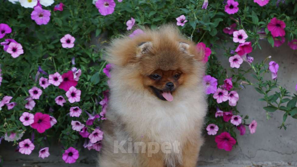 Собаки в Самаре: Шикарная помераночка Девочка, 50 000 руб. - фото 6