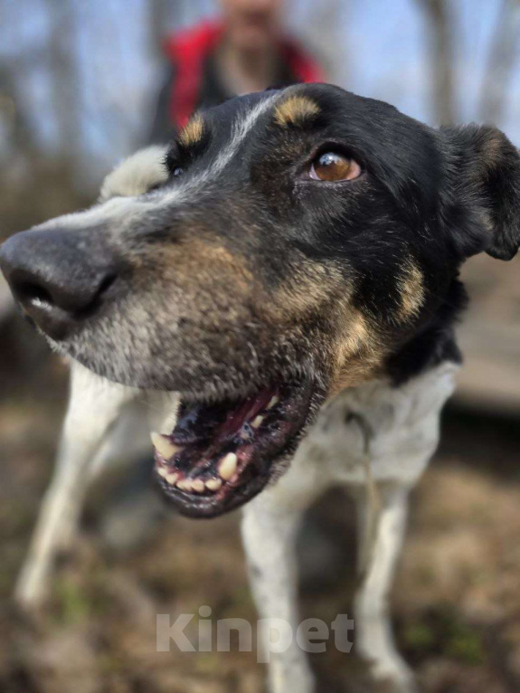 Собаки в Королеве: СуперПёс Анжело! Мальчик, Бесплатно - фото 5
