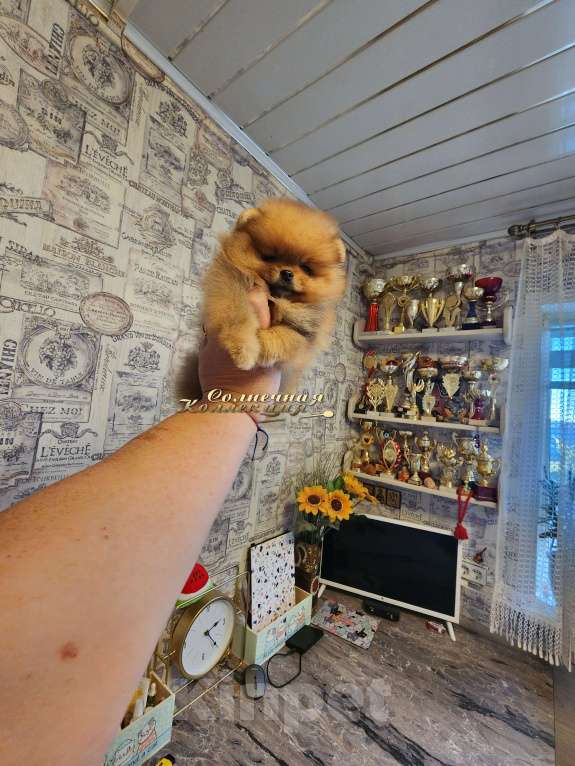 Собаки в Москве: Маленькая кукольная девочка померанского шпица Девочка, Бесплатно - фото 3