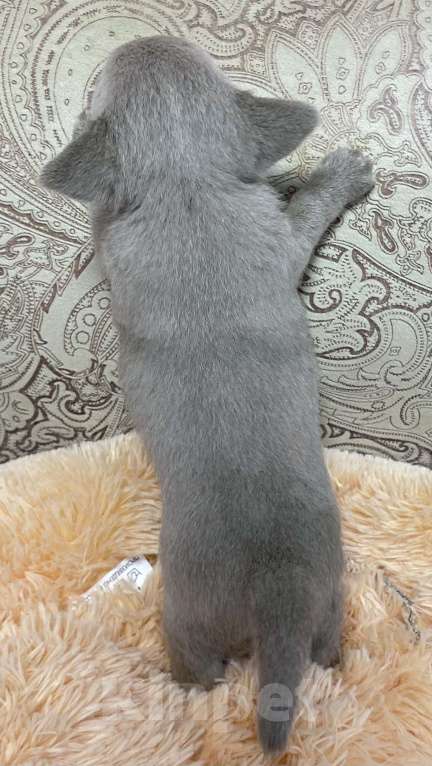 Собаки в Москве: Щенки чихуахуа  Девочка, Бесплатно - фото 2