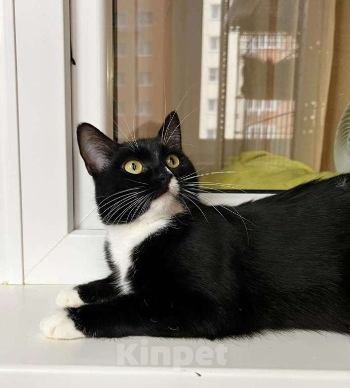 Кошки в Москве: В дар кошечка Рокси - нежность и ласка Девочка, Бесплатно - фото 9