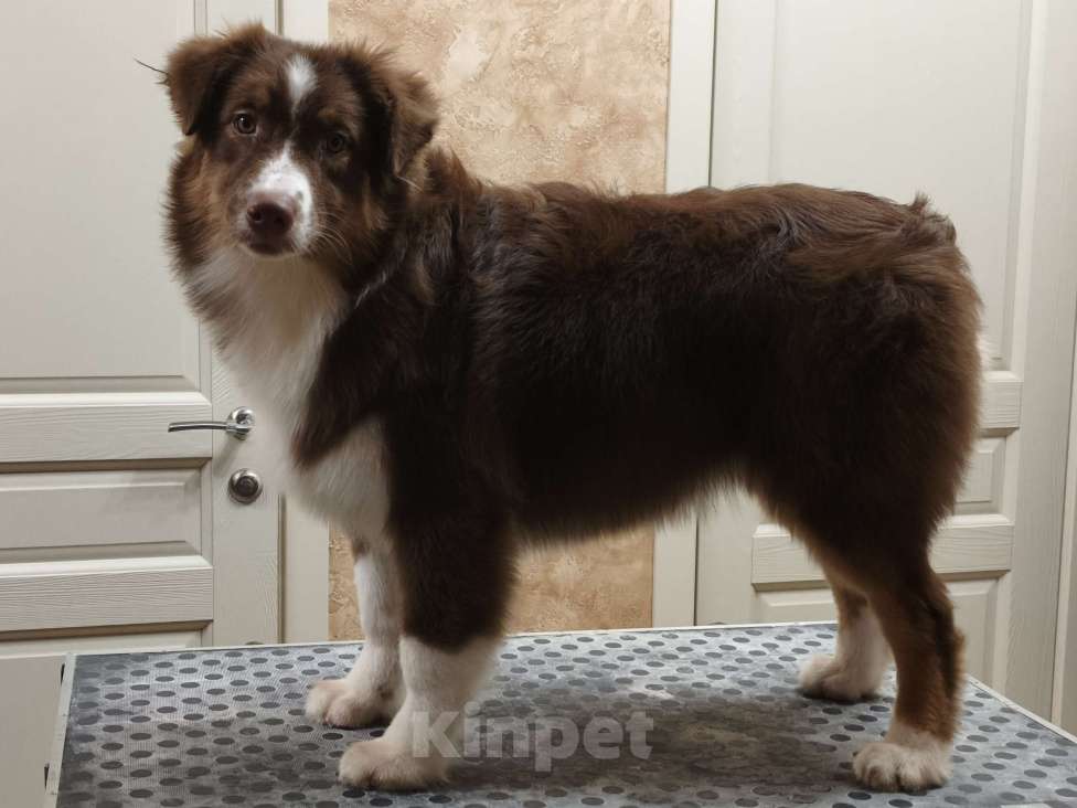 Собаки в Липецке: Австралийская овчарка Девочка, 40 000 руб. - фото 2