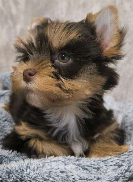 Собаки в Москве: Цветной йорк Мальчик, 63 000 руб. - фото 1