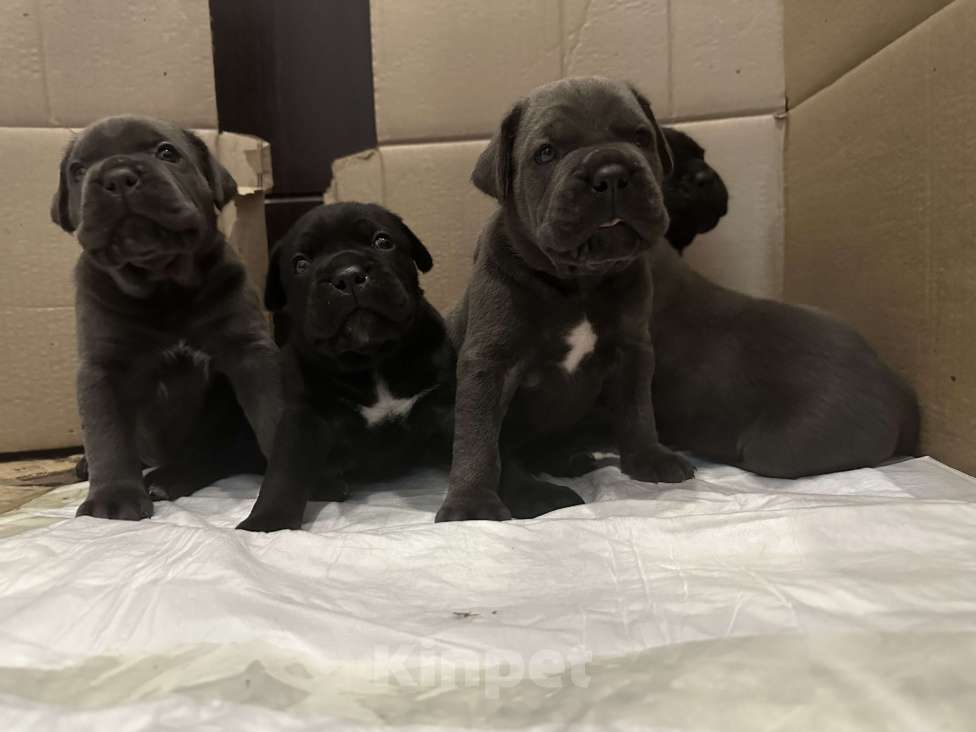 Собаки в других городах Московской области: Щенки кане-корсо Девочка, 45 000 руб. - фото 4