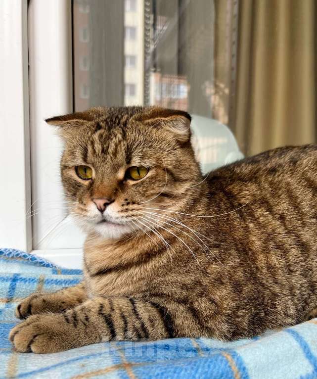 Кошки в Москве: Вислоухий котик Оскар ищет дом, в добрые руки  Мальчик, Бесплатно - фото 3