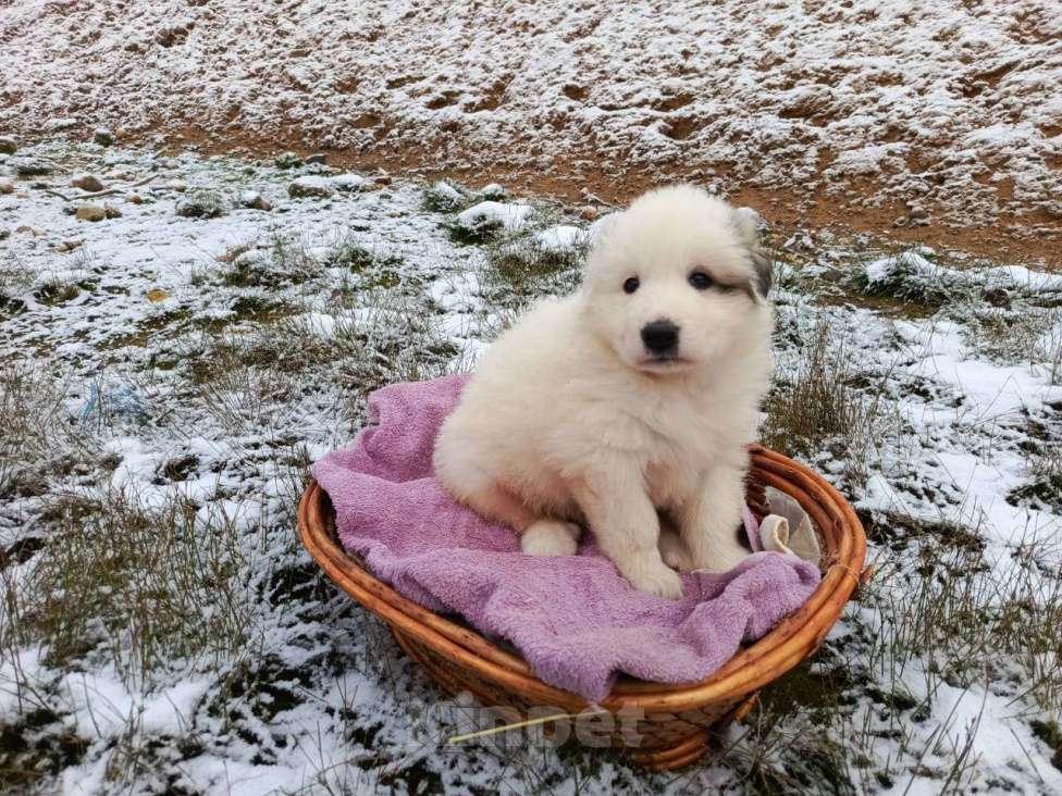 Собаки в Малоярославце: Щенки Пиренейской горной собаки_девочка Девочка, 40 000 руб. - фото 6