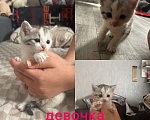 Кошки в Курске: Котенок Девочка, Бесплатно - фото 1