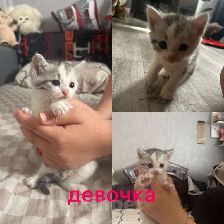 Кошки в Курске: Котенок Девочка, Бесплатно - фото 1