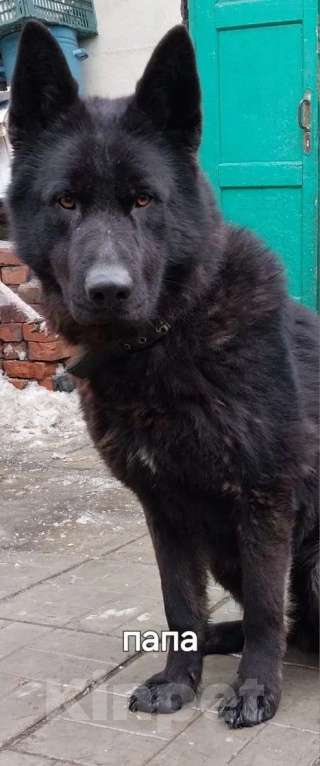 Собаки в Омске: Немецкая овчарка щенки Разнополые, 10 000 руб. - фото 1