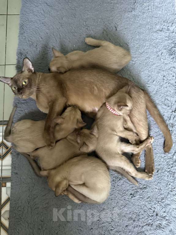 Кошки в Санкт-Петербурге: Бурманский  котенок ( Шампань -эксклюзив) Мальчик, 35 000 руб. - фото 3