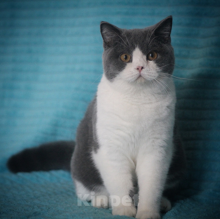 Кошки в Магнитогорске: Chelsi Marshmallow Девочка, 35 000 руб. - фото 1