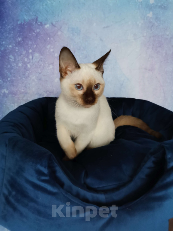 Кошки в Москве: Тайские котята из питомника Topaze De Lux  Девочка, 55 000 руб. - фото 1