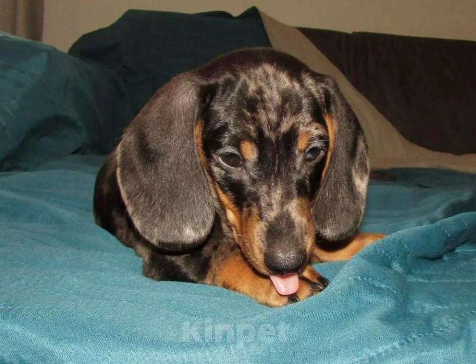 Собаки в Москве: Две сестрички Девочка, 50 000 руб. - фото 1