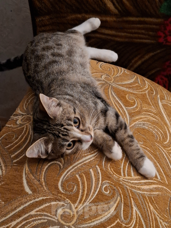 Кошки в Москве: Котёнок в добрые руки Девочка, Бесплатно - фото 7