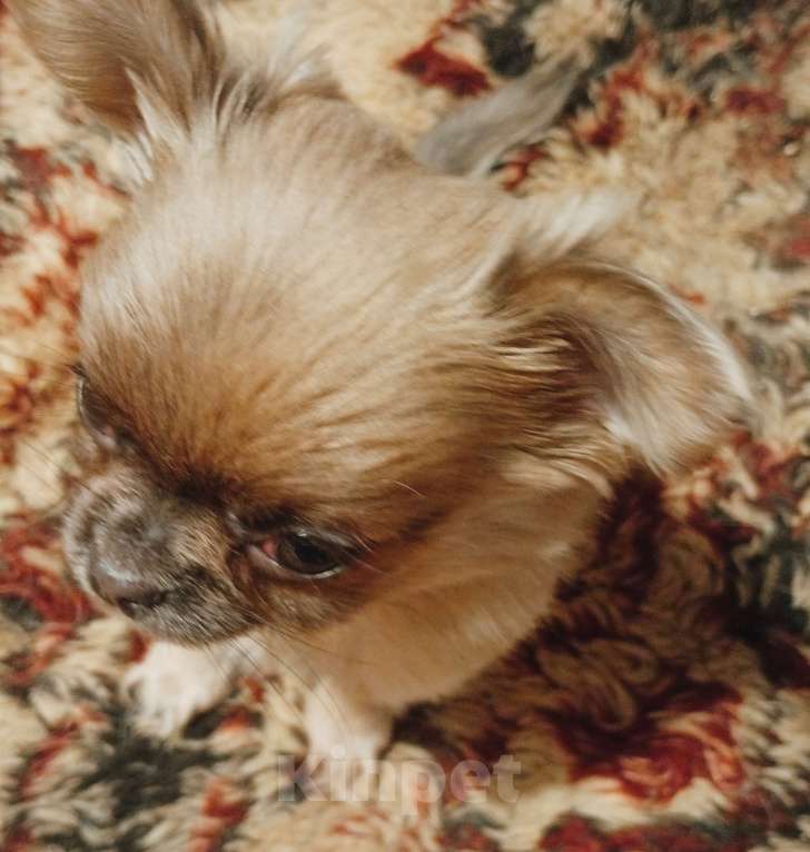 Собаки в Москве: Кобель длинношерстный Мальчик, 18 000 руб. - фото 2