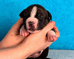 Собаки в Москве: Красивый мальчик амстаффа Мальчик, 80 000 руб. - фото 2