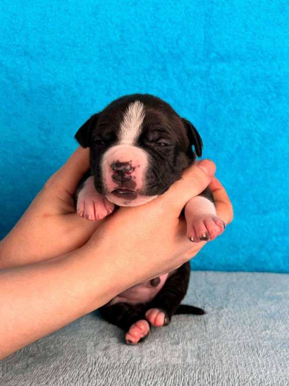 Собаки в Москве: Красивый мальчик амстаффа Мальчик, 80 000 руб. - фото 2