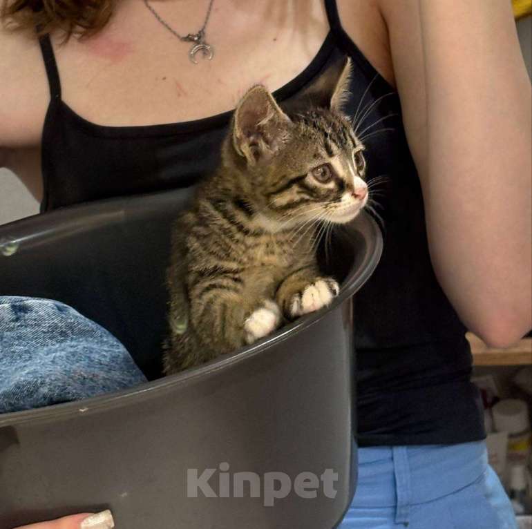 Кошки в Краснодаре: котенок в добрые руки Мальчик, Бесплатно - фото 1