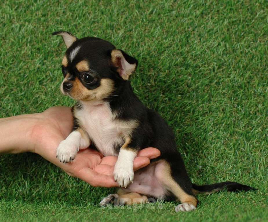 Собаки в Москве: Мини мальчик чихуа Мальчик, 15 000 руб. - фото 3