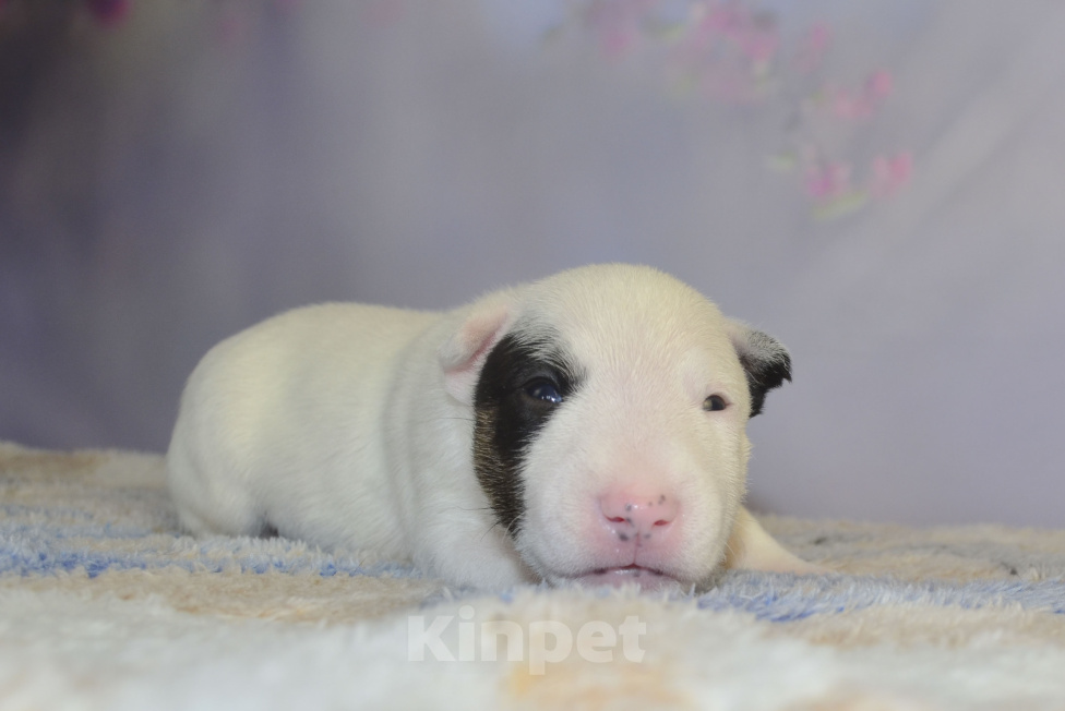 Собаки в Москве: Мальчик миниатюрного бультерьера Мальчик, 150 000 руб. - фото 3
