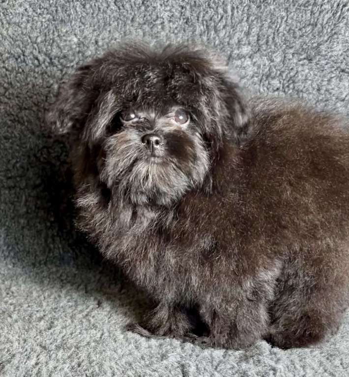 Собаки в Москве: Помапу девочка чёрная  Девочка, 50 000 руб. - фото 10