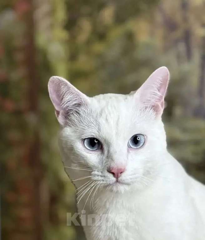 Кошки в Раменском: Ищет дом белоснежный кот по кличке Кай Мальчик, Бесплатно - фото 2