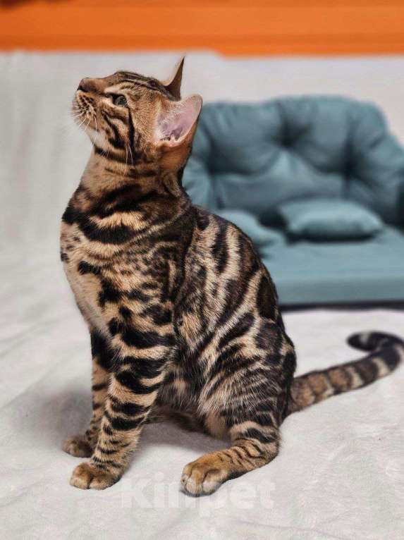 Кошки в Москве: Бенгальский котёнок Марсель Мальчик, 25 000 руб. - фото 5