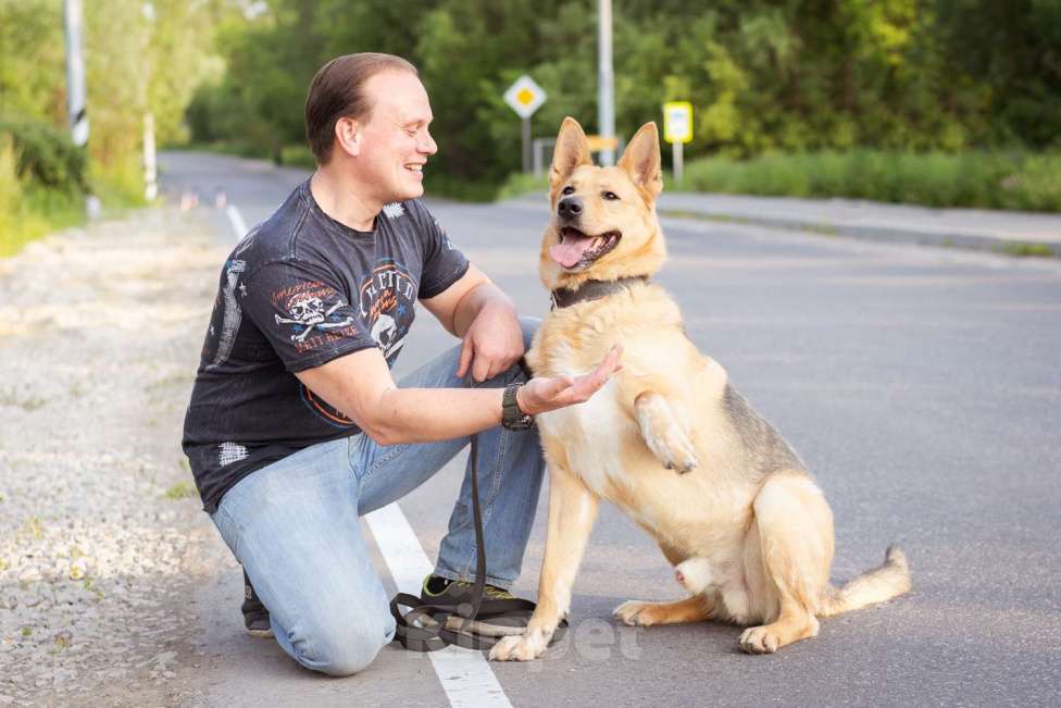 Собаки в Москве: Лорд ищет дом Мальчик, Бесплатно - фото 8