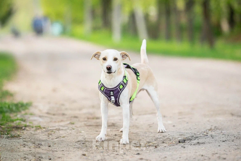 Собаки в Москве: Собака в дар Мальчик, Бесплатно - фото 5