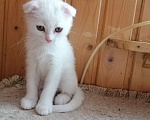 Кошки в Чехове: котята турецкой ангоры Мальчик, 500 руб. - фото 3