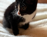 Кошки в Москве: Котёнок срочно в добрые руки Девочка, Бесплатно - фото 4