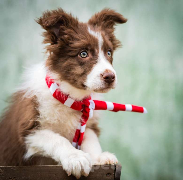 Собаки в Москве: Бордер колли, мальчики Мальчик, 80 000 руб. - фото 4