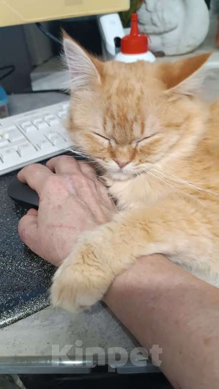 Кошки в Мурином: Отдаю в добрые руки Мальчик, Бесплатно - фото 3