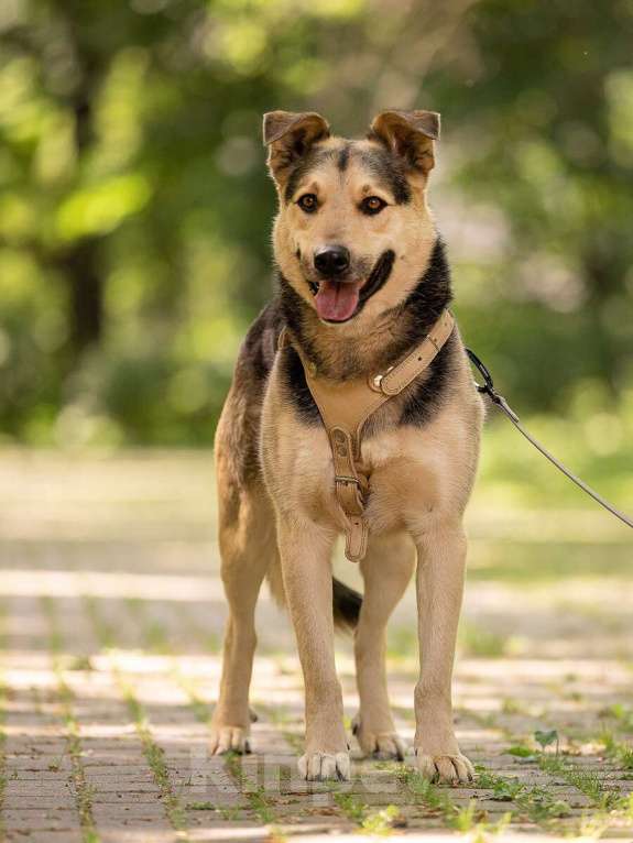 Собаки в Москве: Барри ищет своего человека! Мальчик, Бесплатно - фото 8