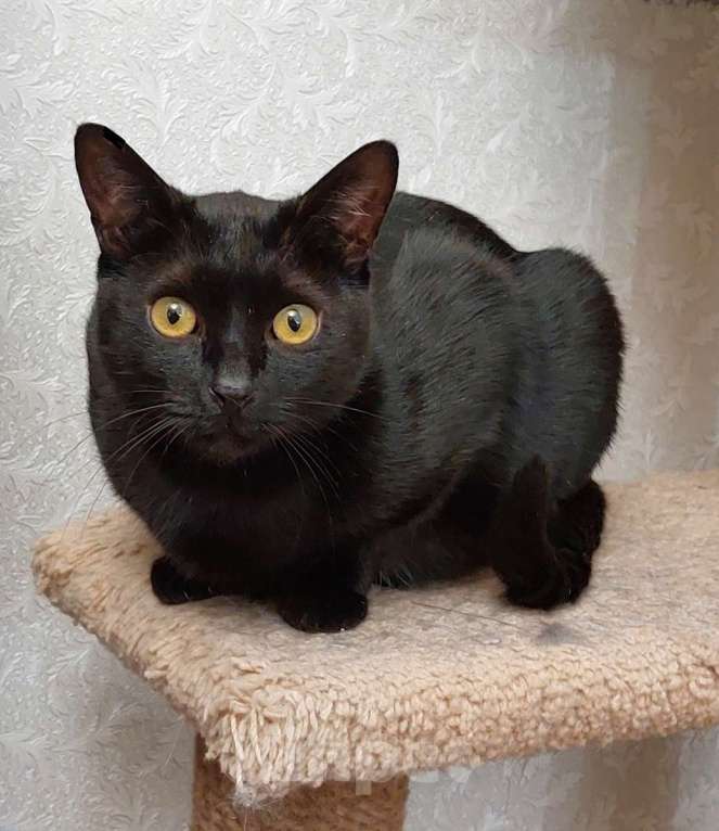 Кошки в Санкт-Петербурге: Прелестная Яся в добрые руки. Девочка, Бесплатно - фото 4