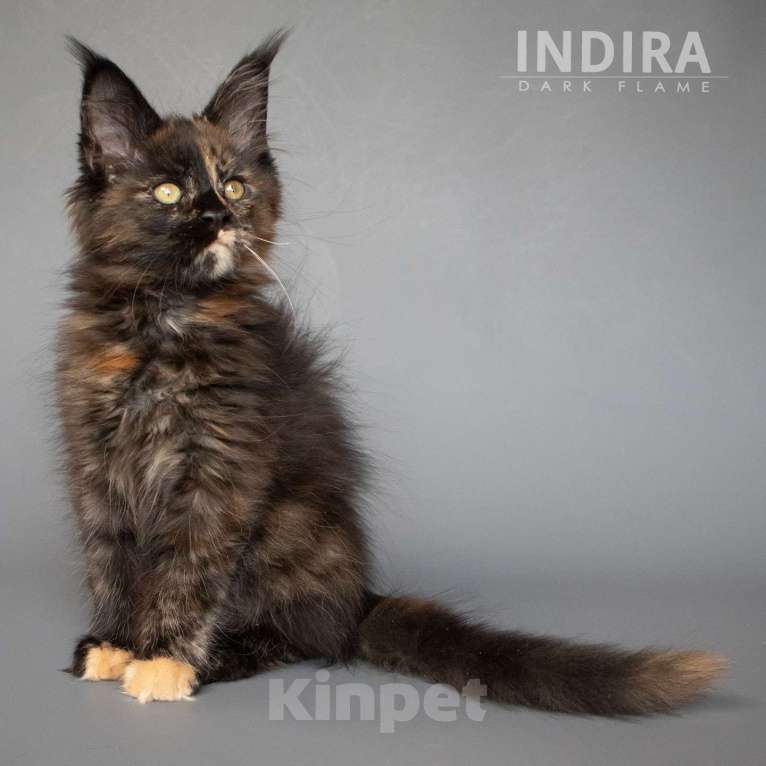 Кошки в других городах Воронежской области: Indira Drak Flame Девочка, 50 000 руб. - фото 4