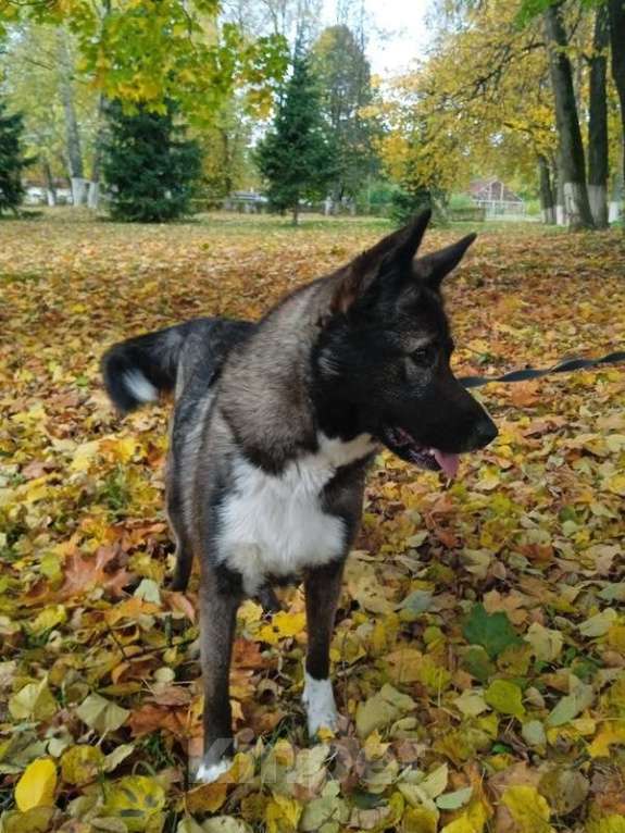 Собаки в Москве: Метис американской акиты Симба в добрые руки Девочка, Бесплатно - фото 5