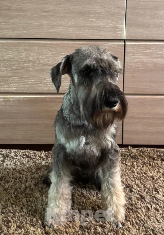 Собаки в Иркутске: Потерялась собака Девочка, Бесплатно - фото 1