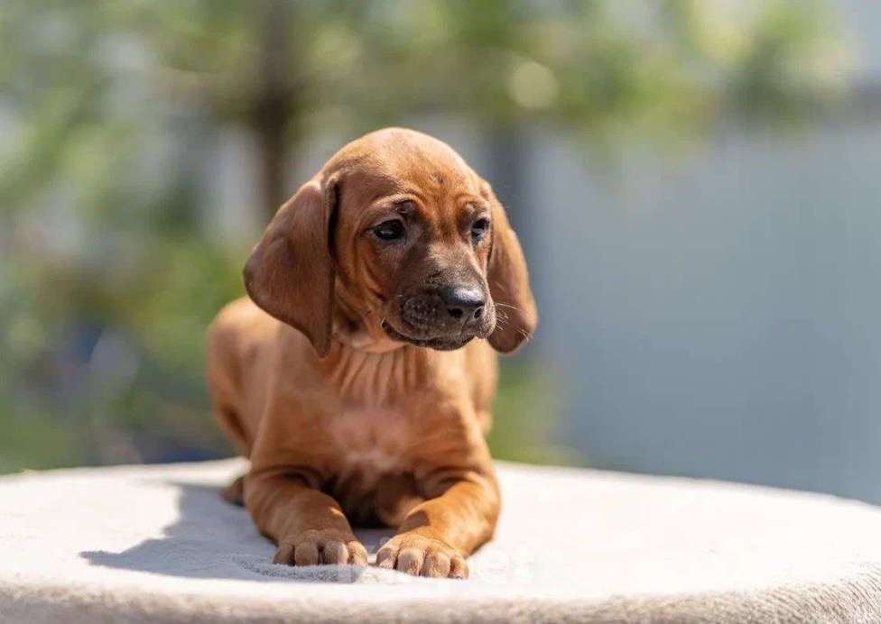 Собаки в Москве: Родезийский риджбек Девочка, 60 000 руб. - фото 3